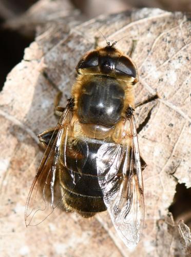 Eristalis tenax